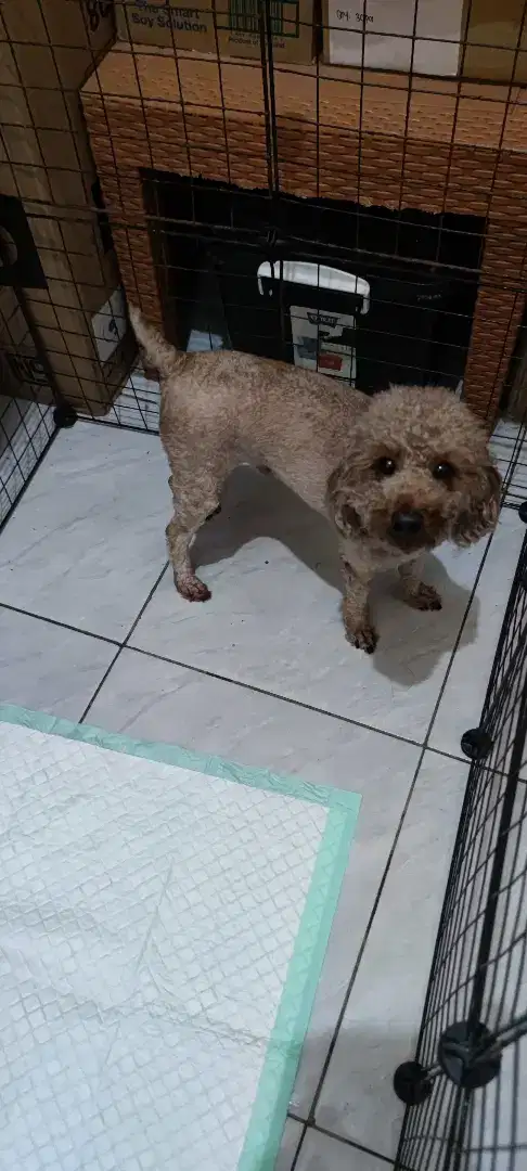 Anjing Poodle Tinny 3 Tahun