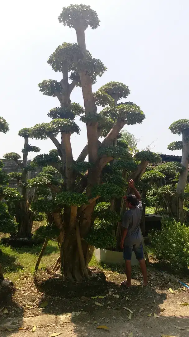 Bonsai taman beringin dolar