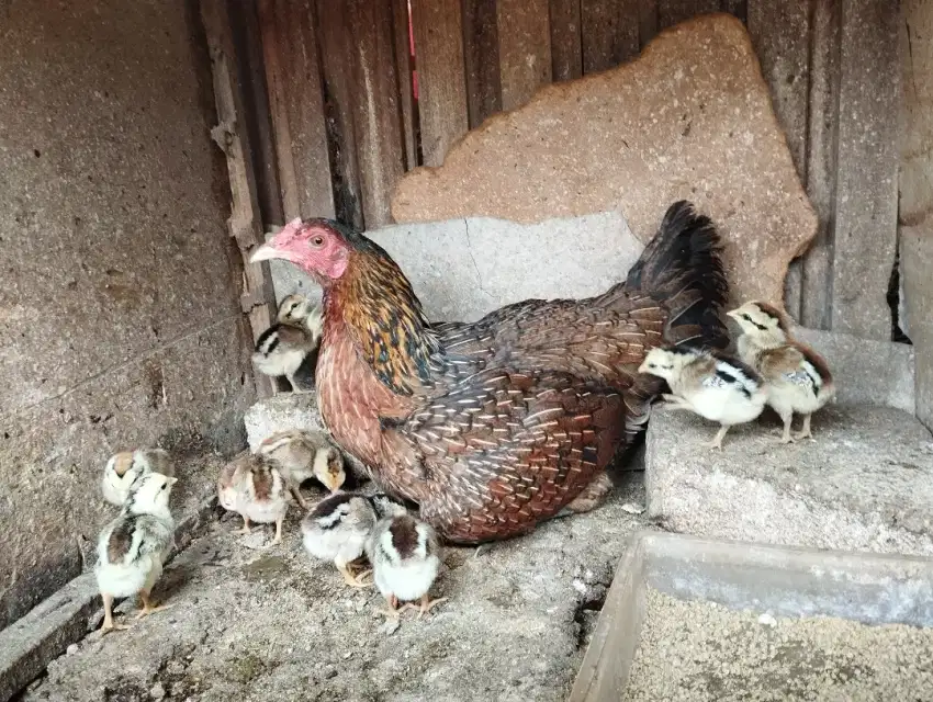 Dijual Ayam Biang Bangkok Pama Ninja