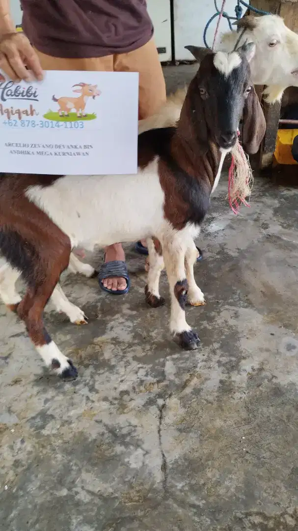 Kambing aqiqah surabaya murah