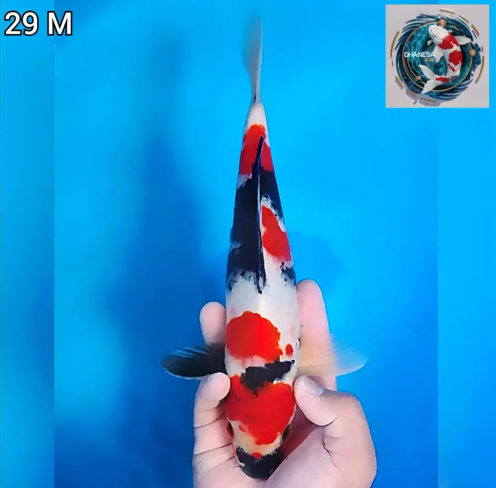 koi Blitar 38cm