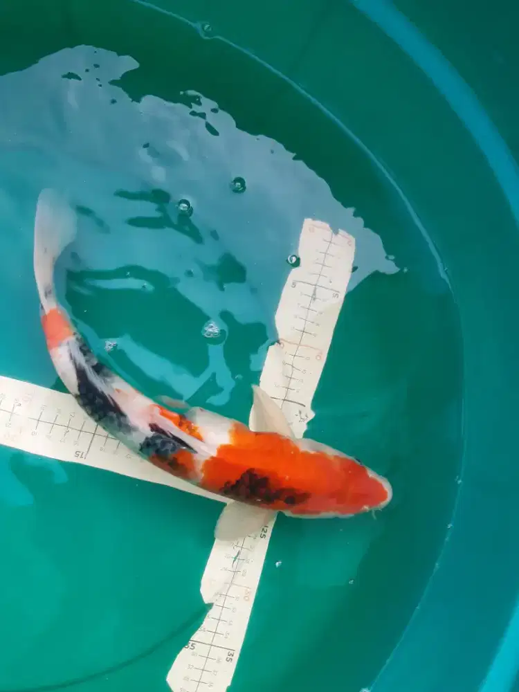 Ikan koi Showa Sanshoku 39cm
