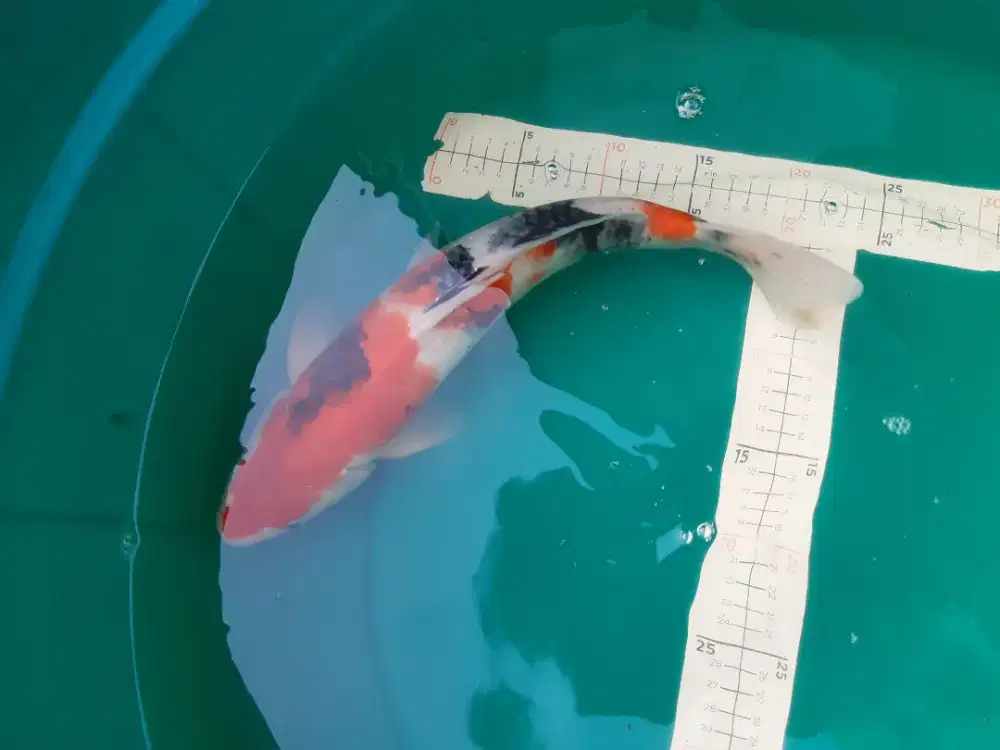 Ikan koi Showa 39cm pola original