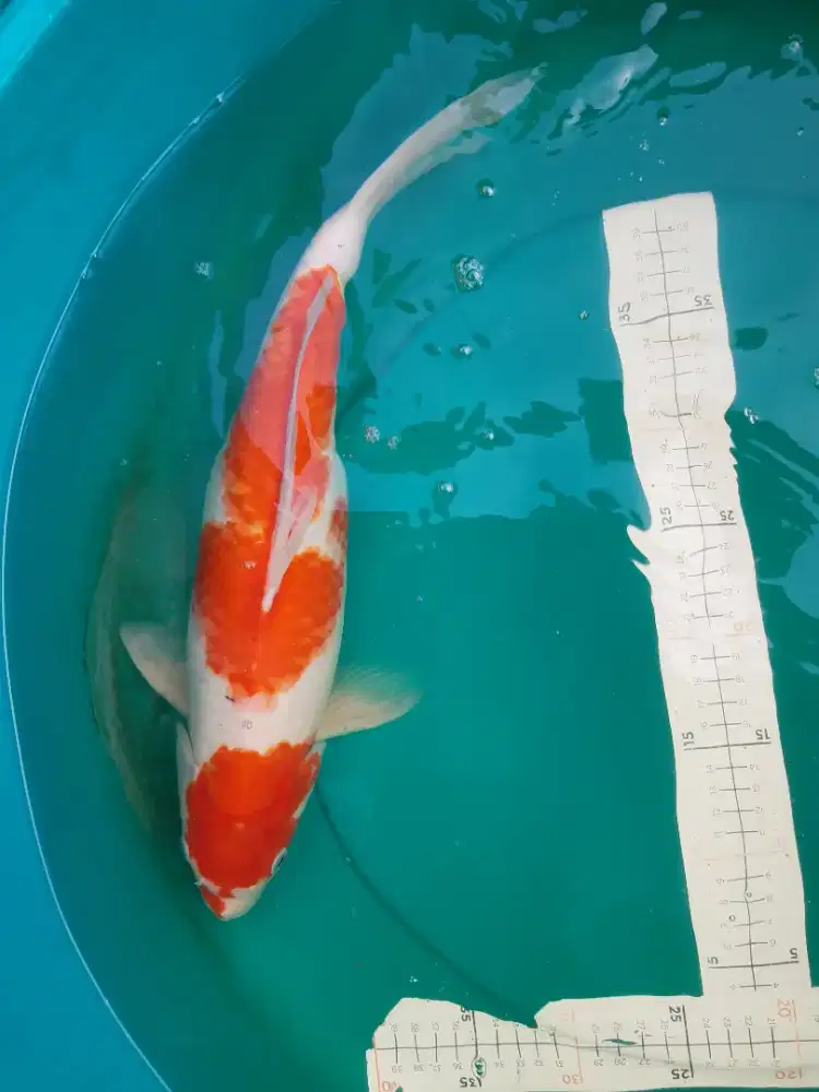 Ikan koi Kohaku 41cm lokal Blitar