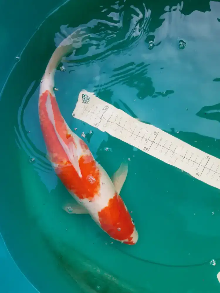 Ikan koi Kohaku 41cm female