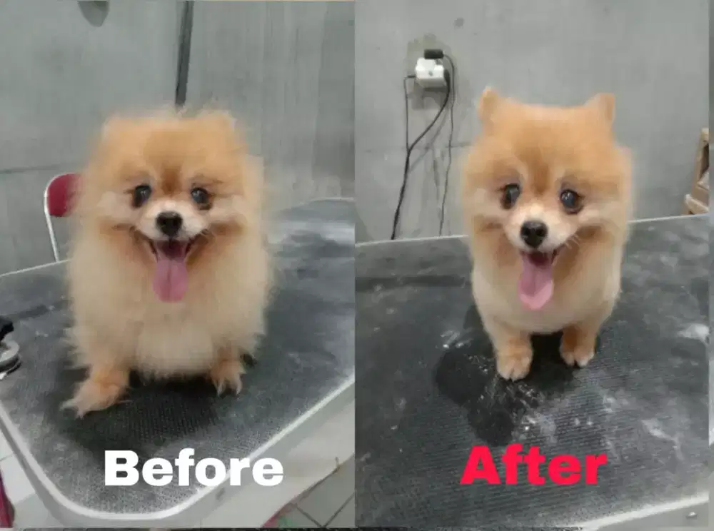 Panggilan Grooming kucing dan anjing( Home Service)