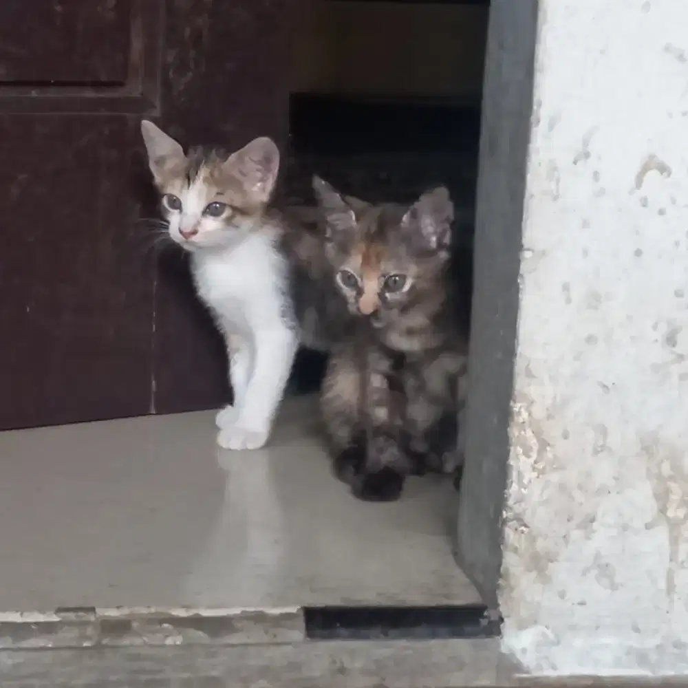 Lepas Adopsi Anak Kucing Lucu Jantan Betina