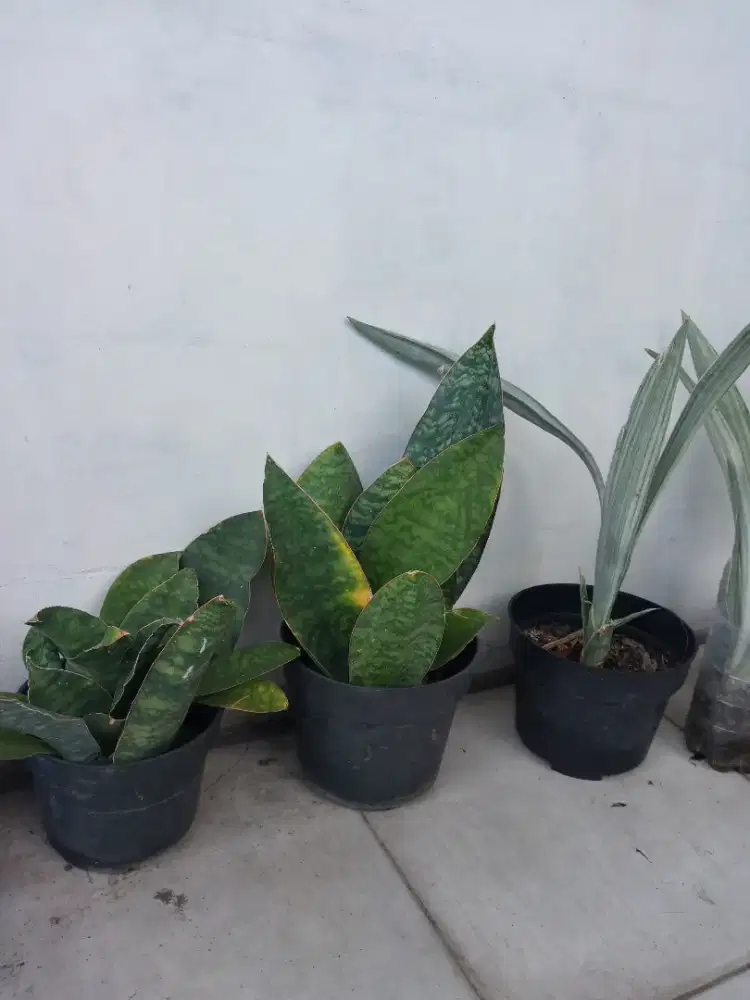 Lidah Mertua/ Sansiviera