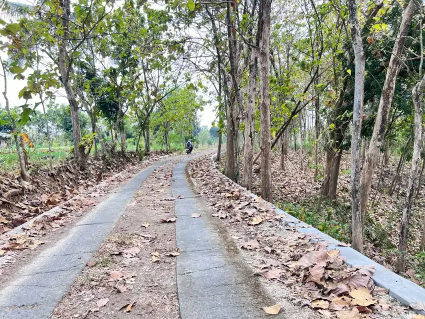 Kebun Jati 9075 m2, Murah Jual Cepat BU di Sragen Jawa Tengah