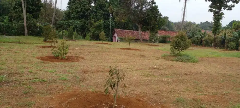 Di jual Tanah Kebun (Nego)