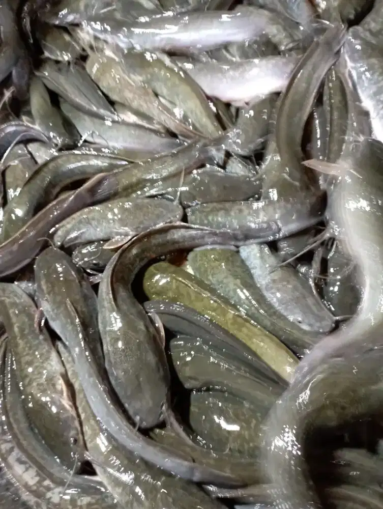 Bismillah Ready Lele Konsumsi