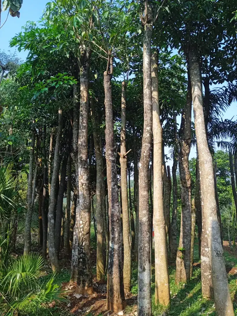 JUAL POHON ALSTONIA SCHOLARIS PULE