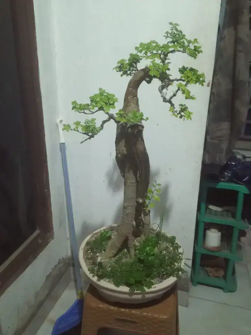 Bonsai Pohon Serut usia 5 tahun