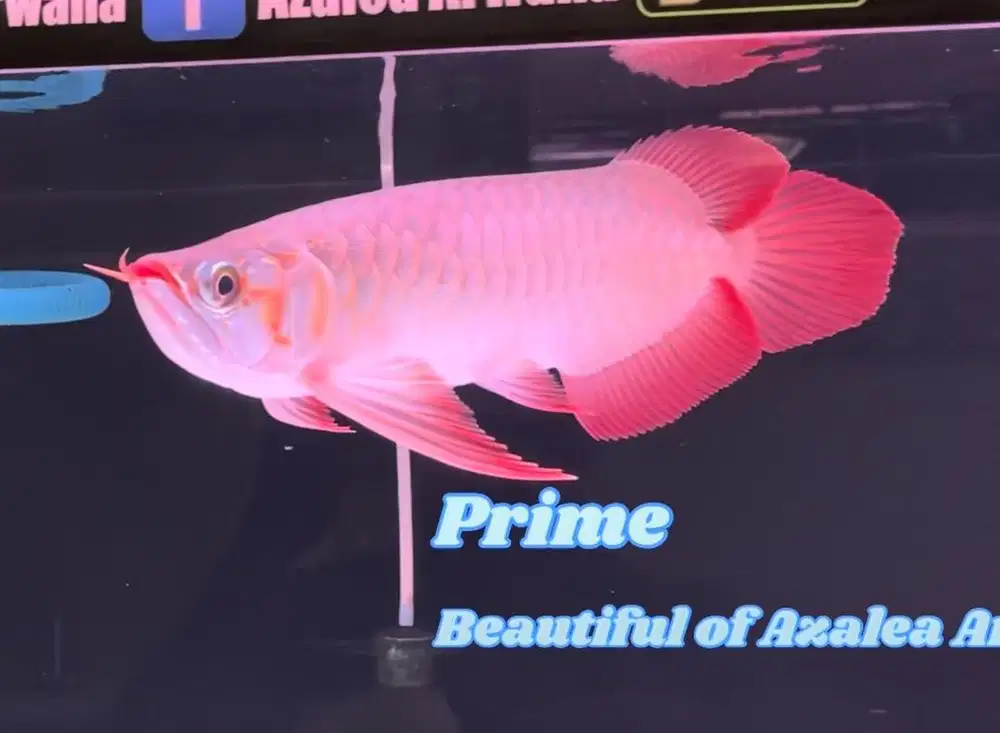 Arwana Super Red 40 cm