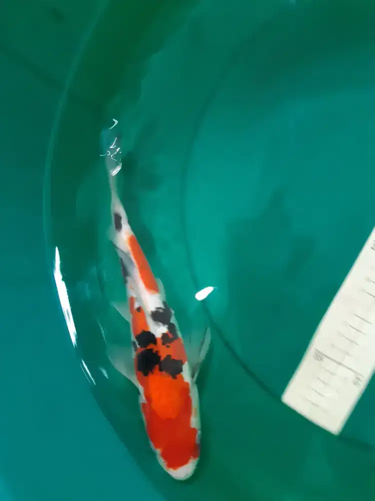 Ikan koi Sanke Doitsu 29cm