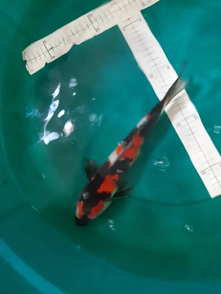 Ikan koi Showa huruf Y 37cm red