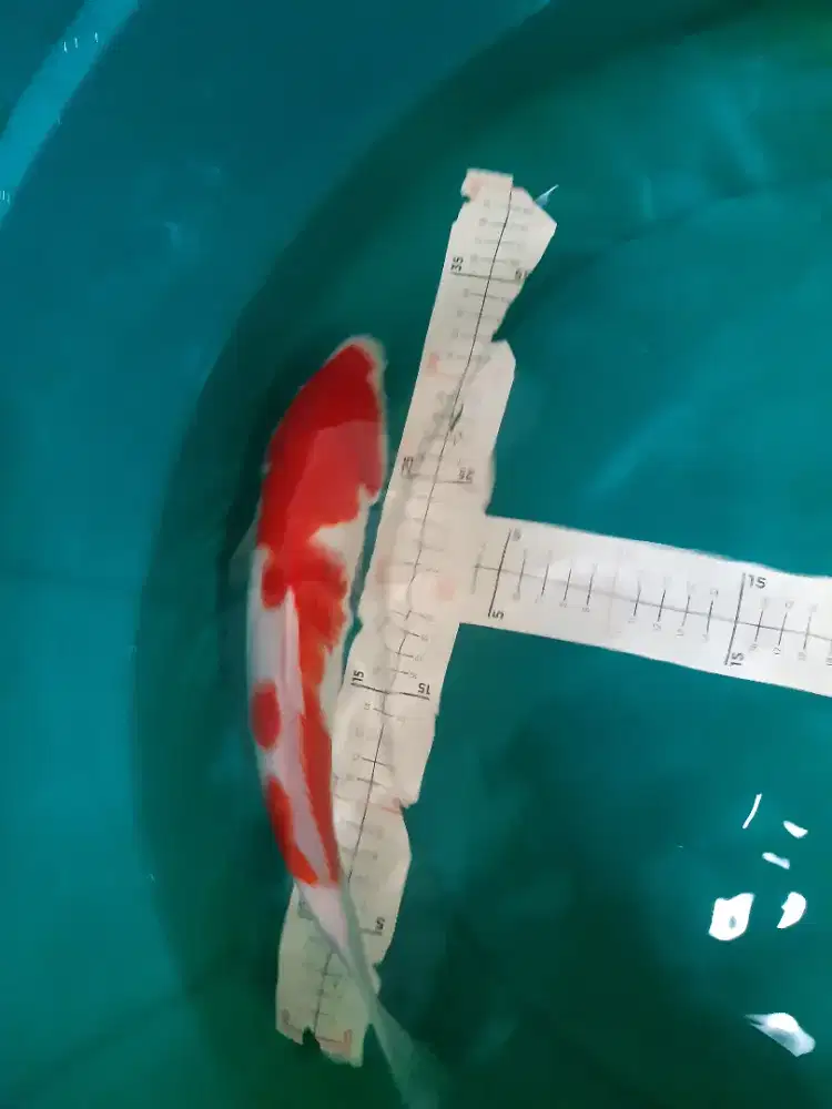 Ikan koi Kohaku 35cm warna red strong