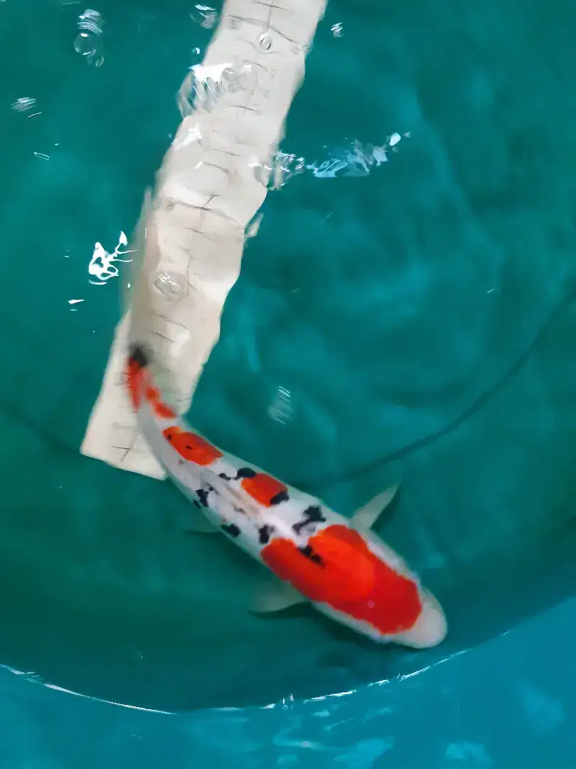 Ikan koi Sanke Doitsu 32cm bagus