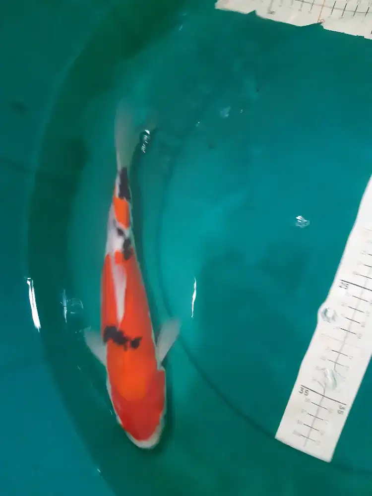 Ikan koi Sanke Doitsu 34cm Original