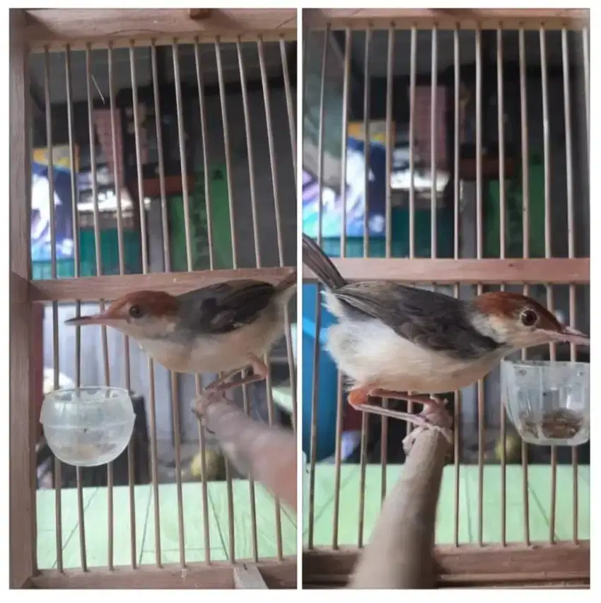 Burung Prenjak Coki Sepasang Rajin Fullset Kandang Sekat Harga NETTTT