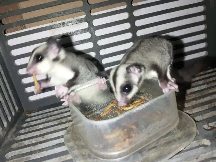 Sugar Glider Grey Jantan (Silangan WF Leu)