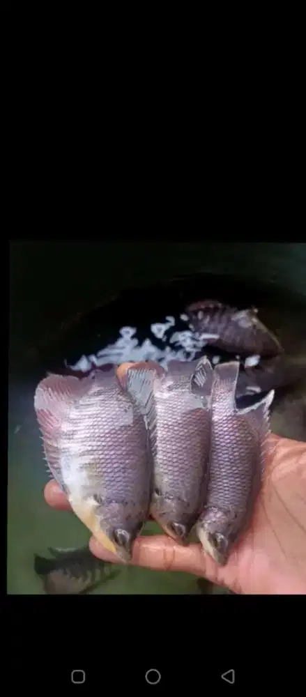 Bibit Gurame Soang Ukuran 3 Jari