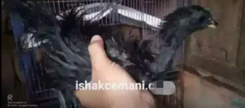 Ayam Cemani Walik Gratis Betina 3 Bulan !! Wajib Dibaca Dulu