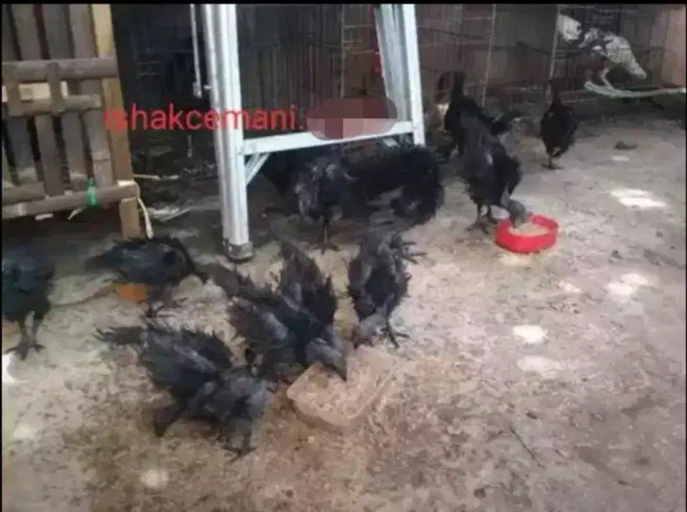 Ayam Cemani Walik Usia 3 Bulan Istimewa !! Baca Dulu Nyet