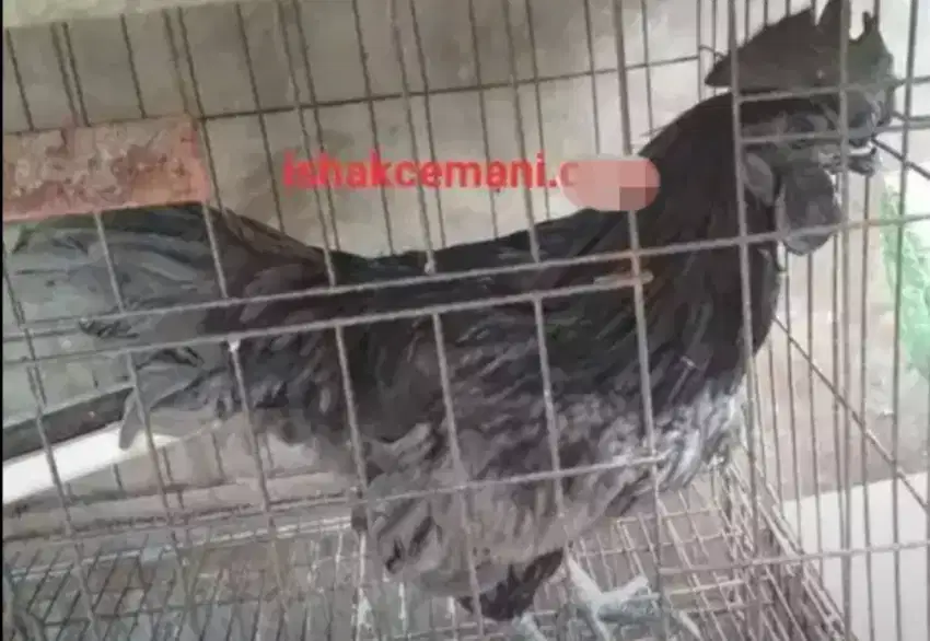 Ayam Cemani Klawu Kethek Super Langka