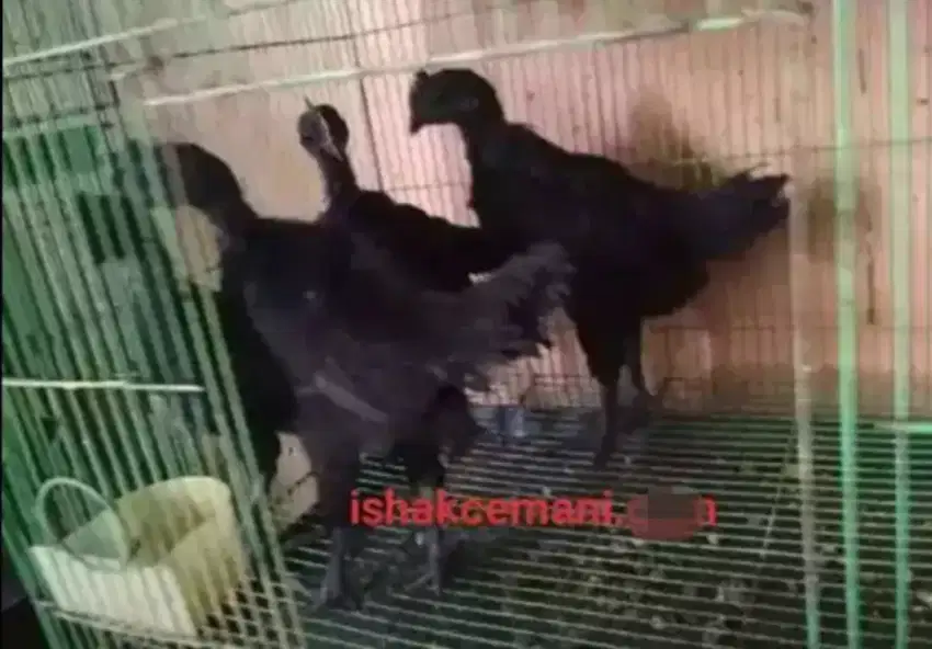 Obral 5 Pasang Ayam Cemani Usia 3 Bulan Up Di Jamin Murah