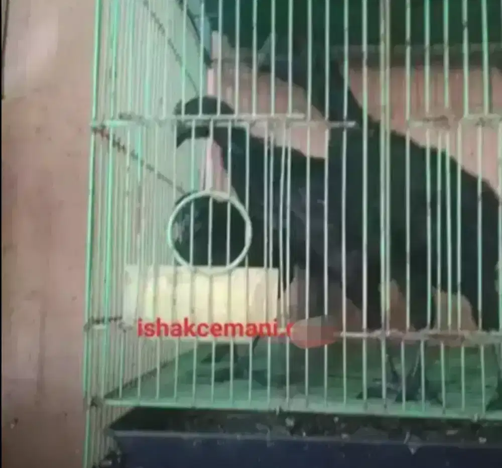 Obral Borongan 5 Pasang Ayam Cemani Usia 3 Bulan Harga Murah