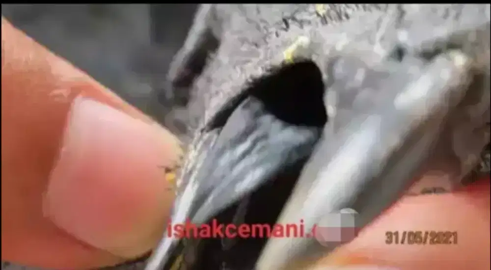 Ayam Cemani Jantan Spesial Lidah Hitam 90% Limited Edition