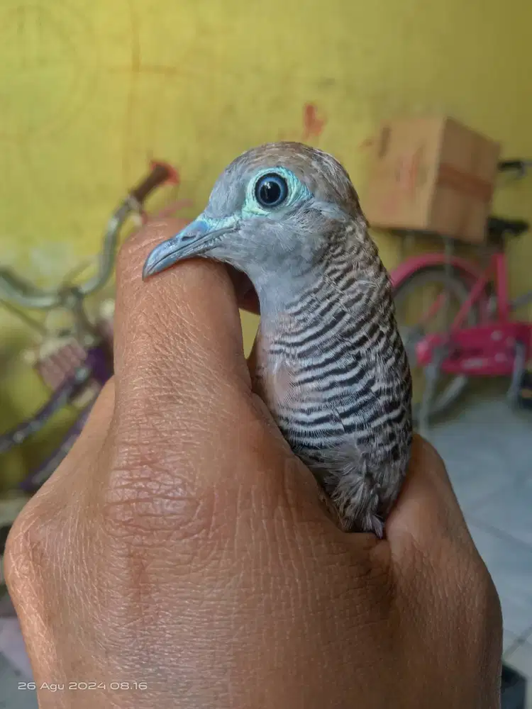 Perkutut betina asli datang sendiri dari alam sdh nelur juga yoni kuat