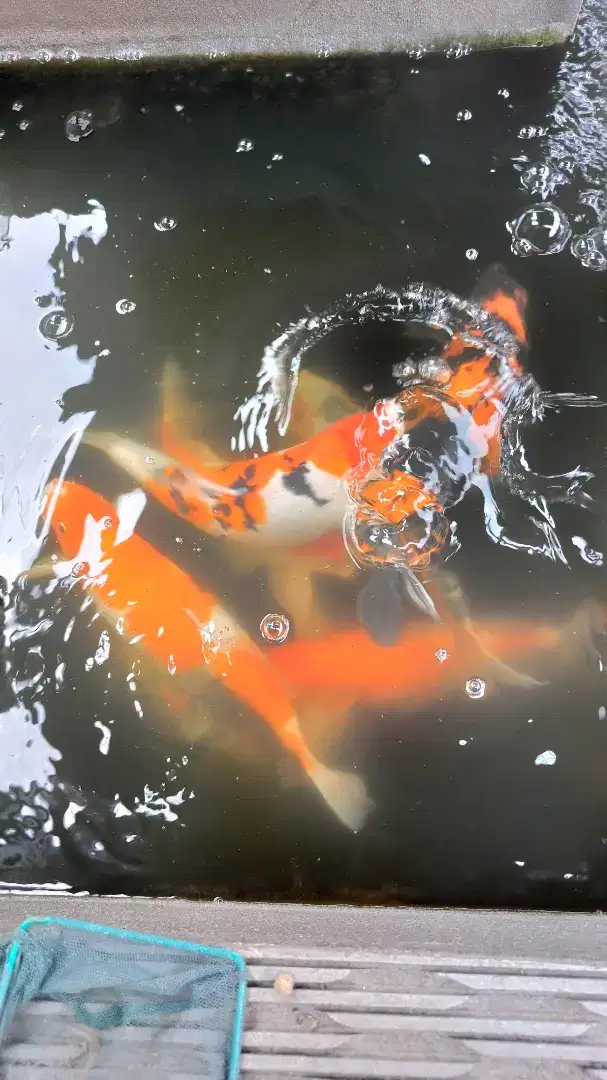 Ikan koi mix 8 ekor