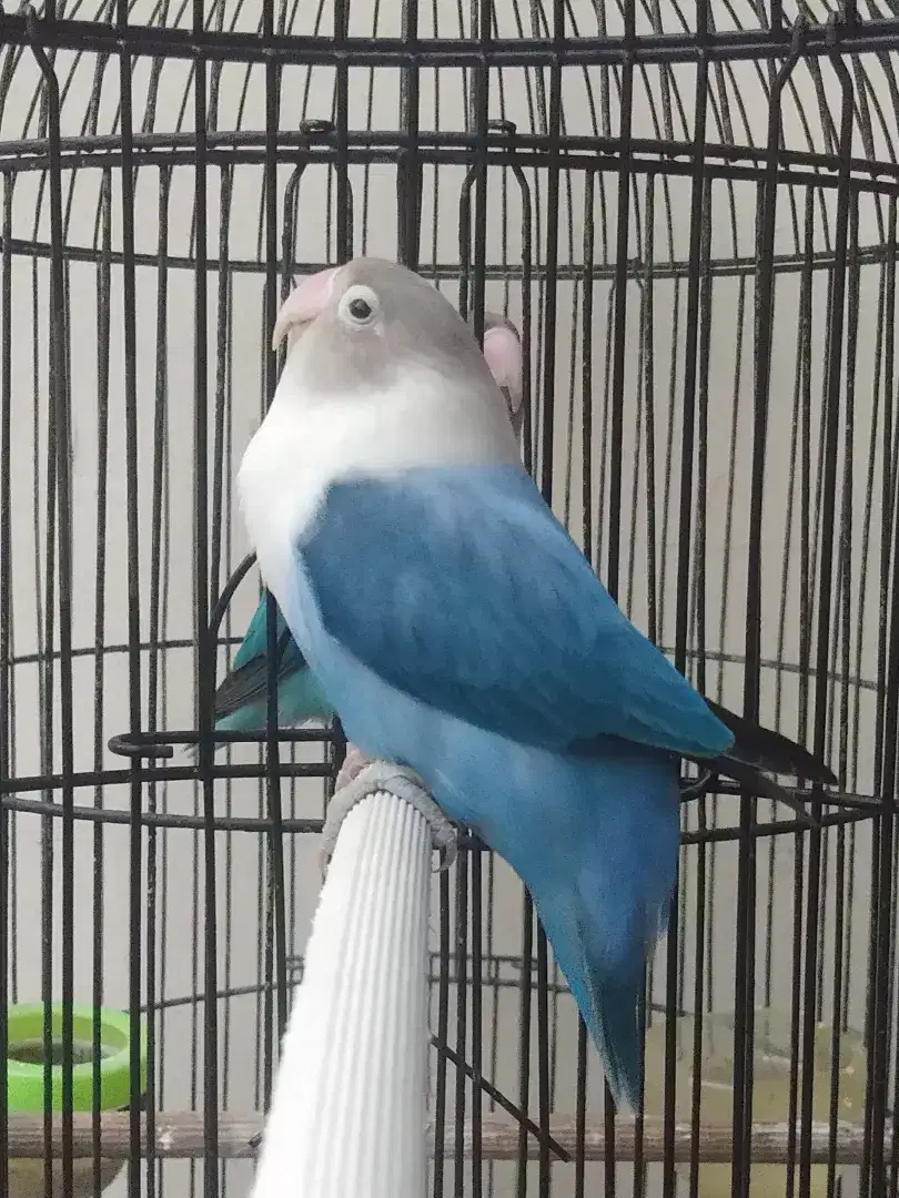 Lovebird betina cantik Biru Semu ajib