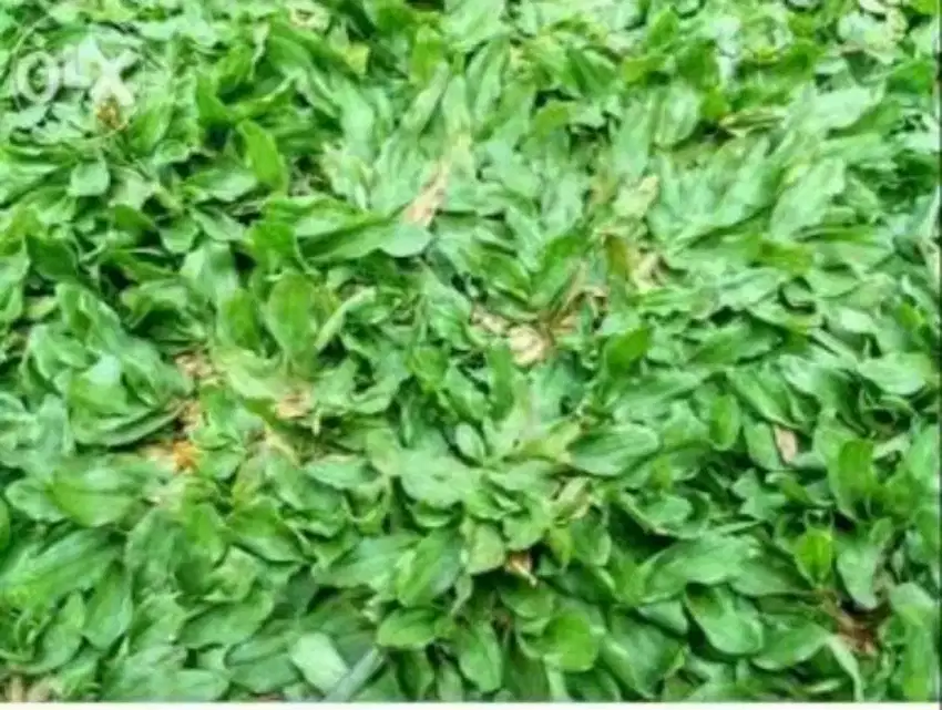 Rumput gajah mini