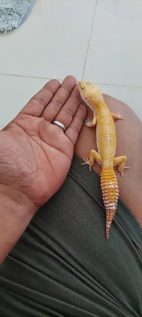 LEOPARD GECKO SUNGLOW JUVE