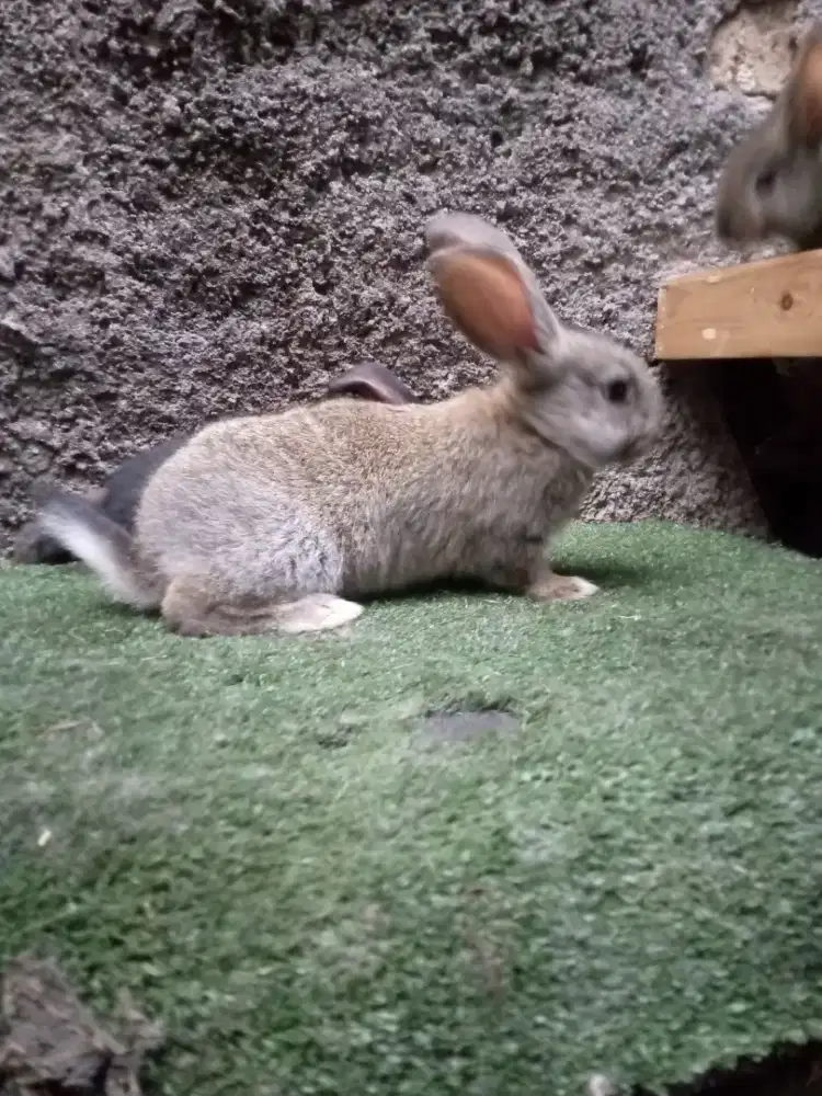 Kelinci Flemish Giant