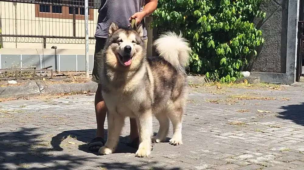 Pejantan Alaskan Malamute