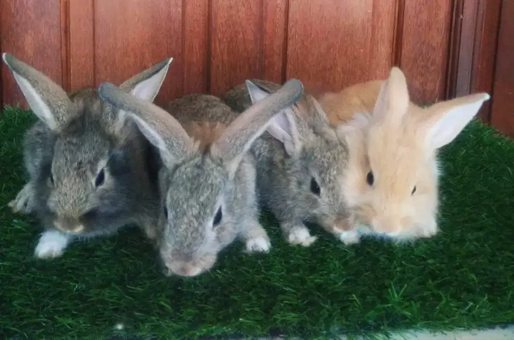 Kelinci  anakan lucu