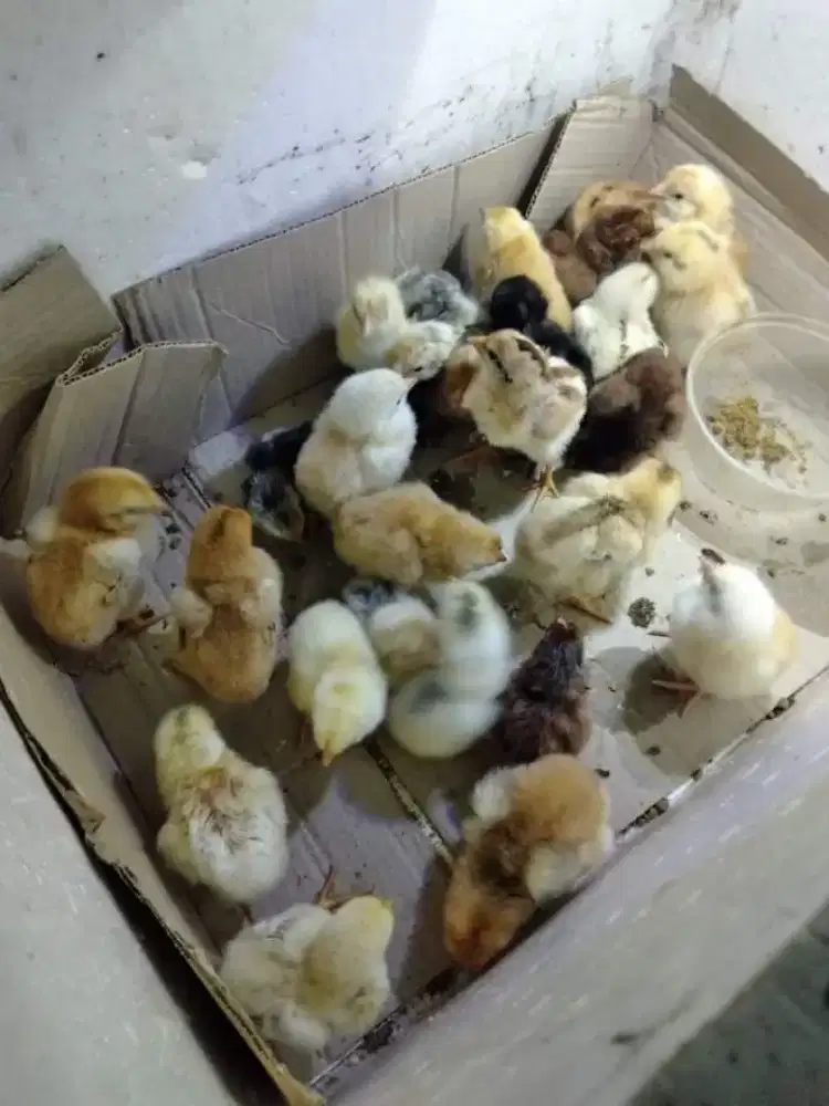 DOC AKY ( KAMPUNG YUDISTIRA)