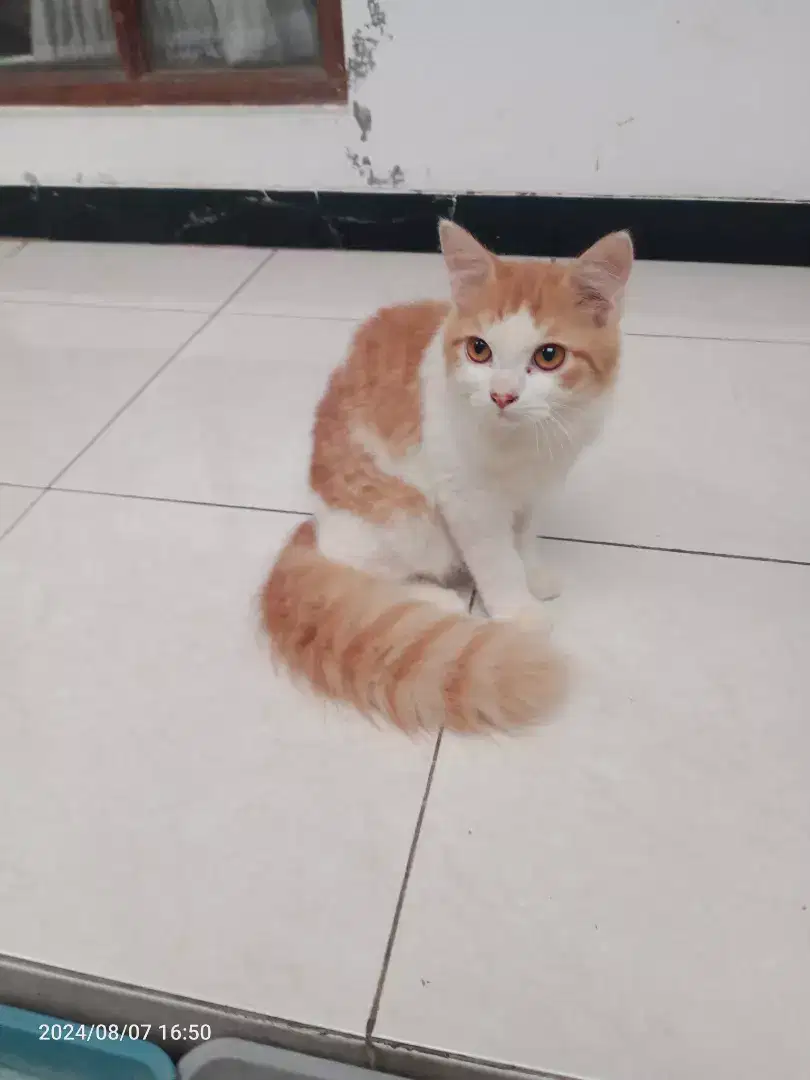 Kucing Persia Jantan umur 3bln, Sehat Lucu penurut imut