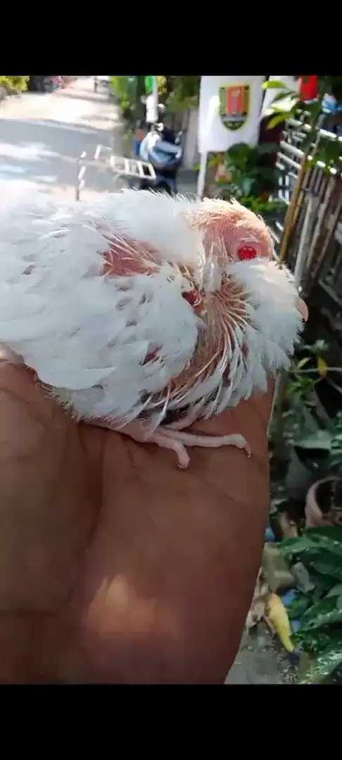 Tekukur/Derkuku Albino Mata Merah Albino