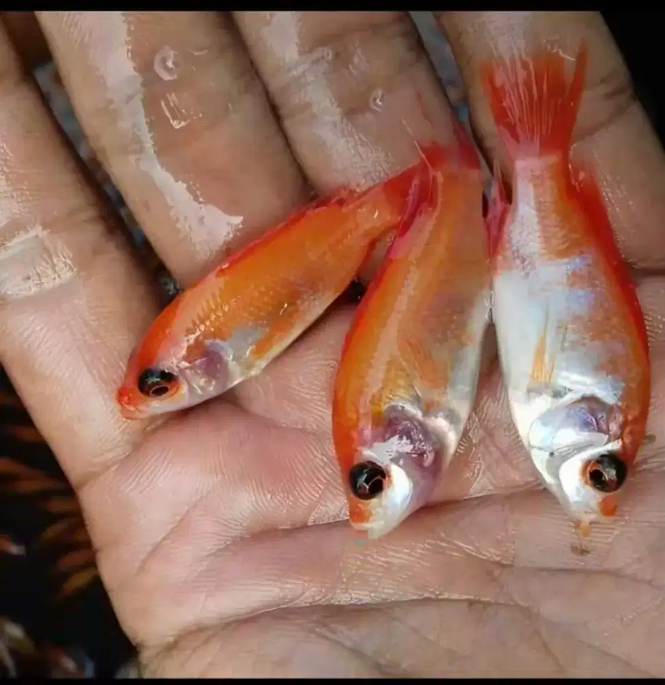 Bibit ikan nila merah