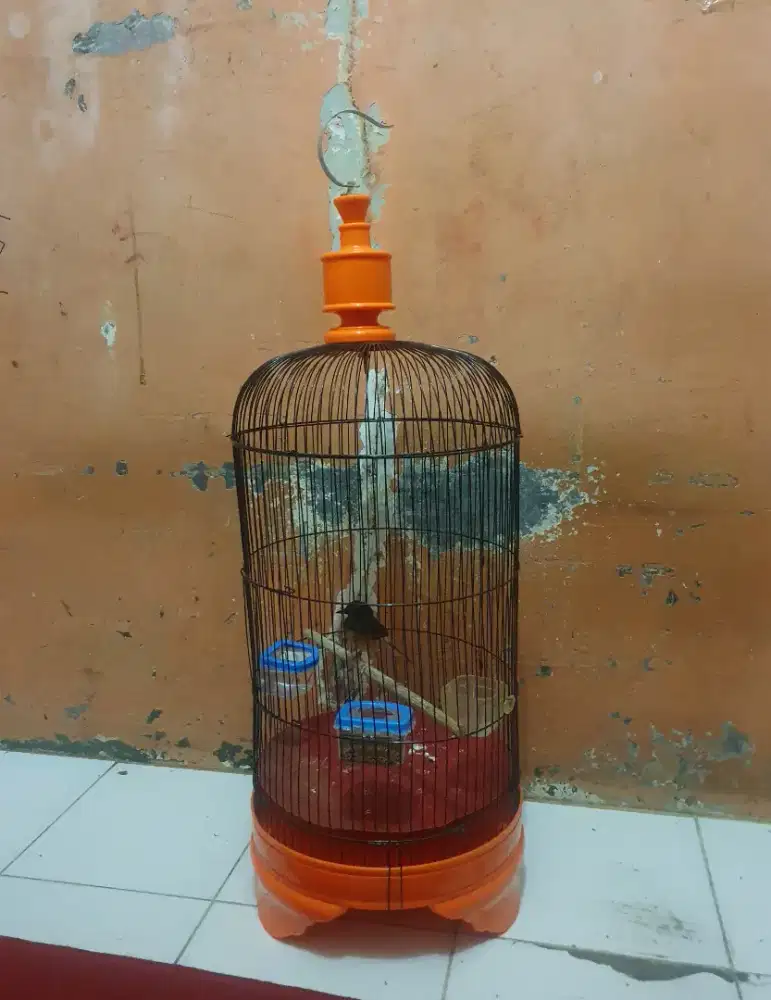 Kandang Burung Lovebird Dll Besi Bulat Tebok Tebal Kuat Bisa Kirim RI