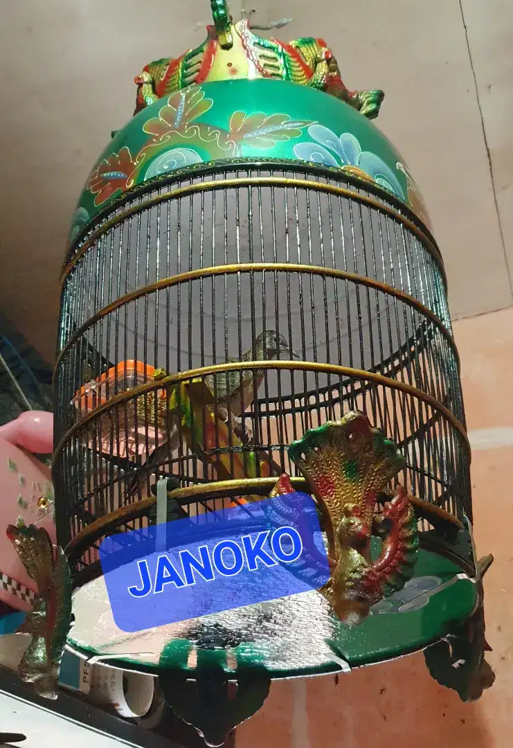 BURUNG PERKUTUT BANGKOK KUK PANJANG KOLEKSI PRIBADI BISA KIRIM RI