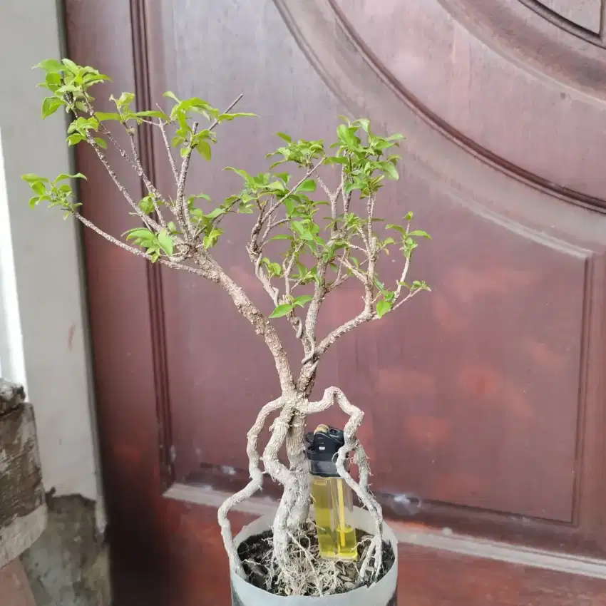 Bonsai Koleksi Murah