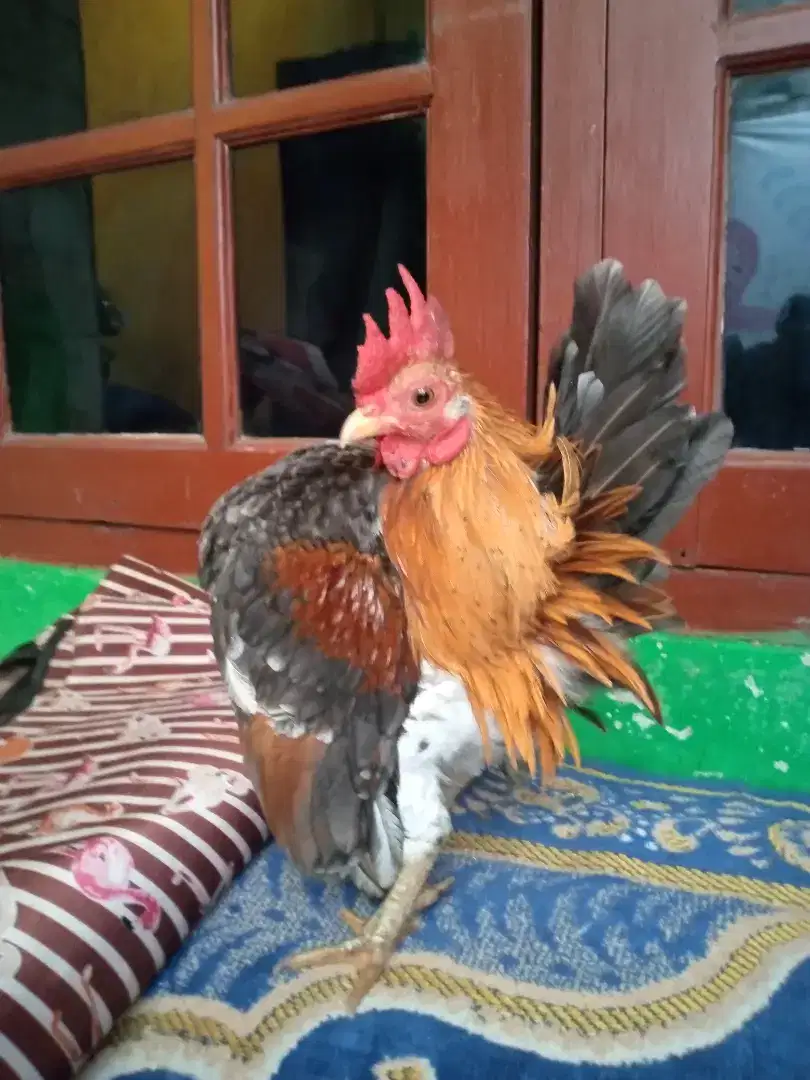 Ayam serama jantan.di Jakarta Selatan.siap krm2