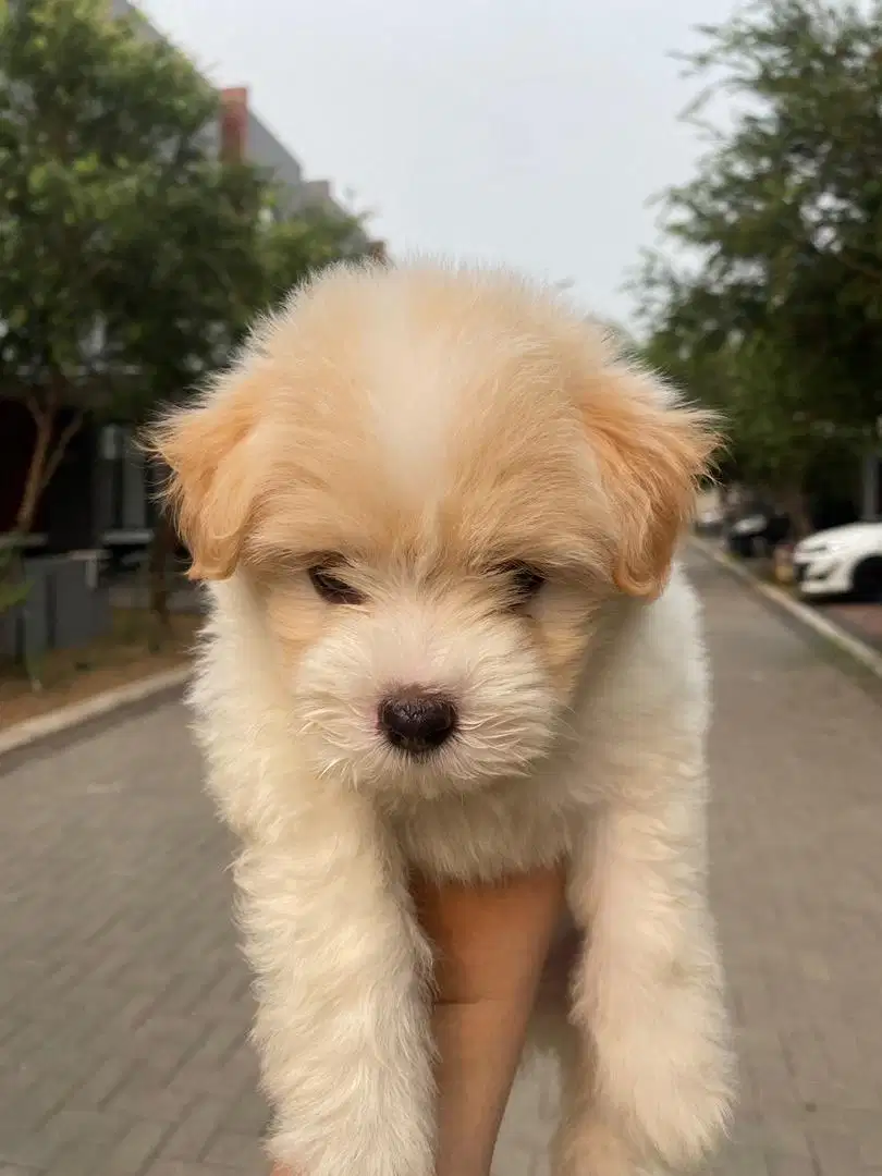 Jual anjing Maltese