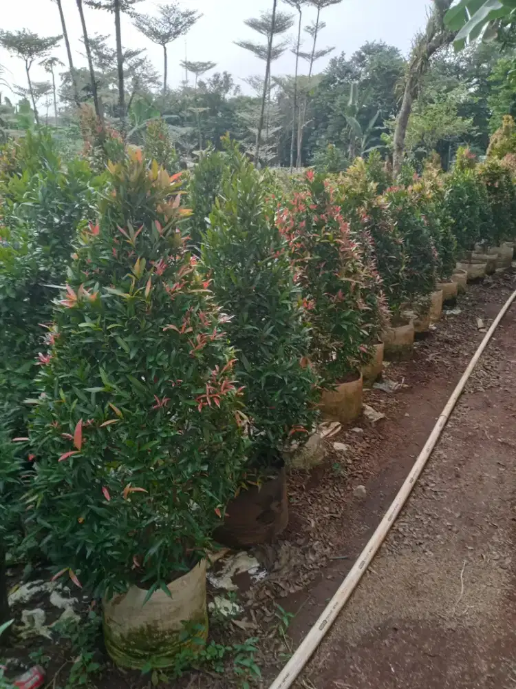 Pohon pucuk merah